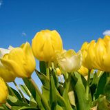 Das User-Foto des Tages - Mai 2009 - Bild 9