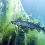 Das User-Foto des Tages - Mai 2009 - Bild 10