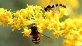 Das User-Foto des Tages - Mai 2009 - Bild 14