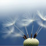 Das User-Foto des Tages - Mai 2009 - Bild 16