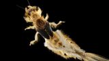 Fotogalerie: Das Comeback der Eintagsfliege - Bild 3