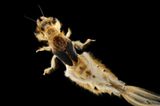 Fotogalerie: Das Comeback der Eintagsfliege - Bild 3