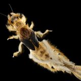 Fotogalerie: Das Comeback der Eintagsfliege - Bild 3