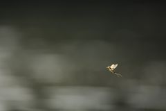 Fotogalerie: Das Comeback der Eintagsfliege - Bild 4