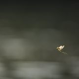 Fotogalerie: Das Comeback der Eintagsfliege - Bild 4