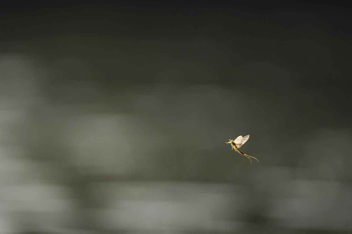 Fotogalerie: Das Comeback der Eintagsfliege - Bild 4