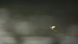 Fotogalerie: Das Comeback der Eintagsfliege - Bild 4