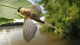 Fotogalerie: Das Comeback der Eintagsfliege - Bild 5