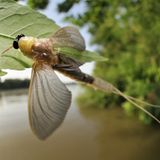 Fotogalerie: Das Comeback der Eintagsfliege - Bild 5