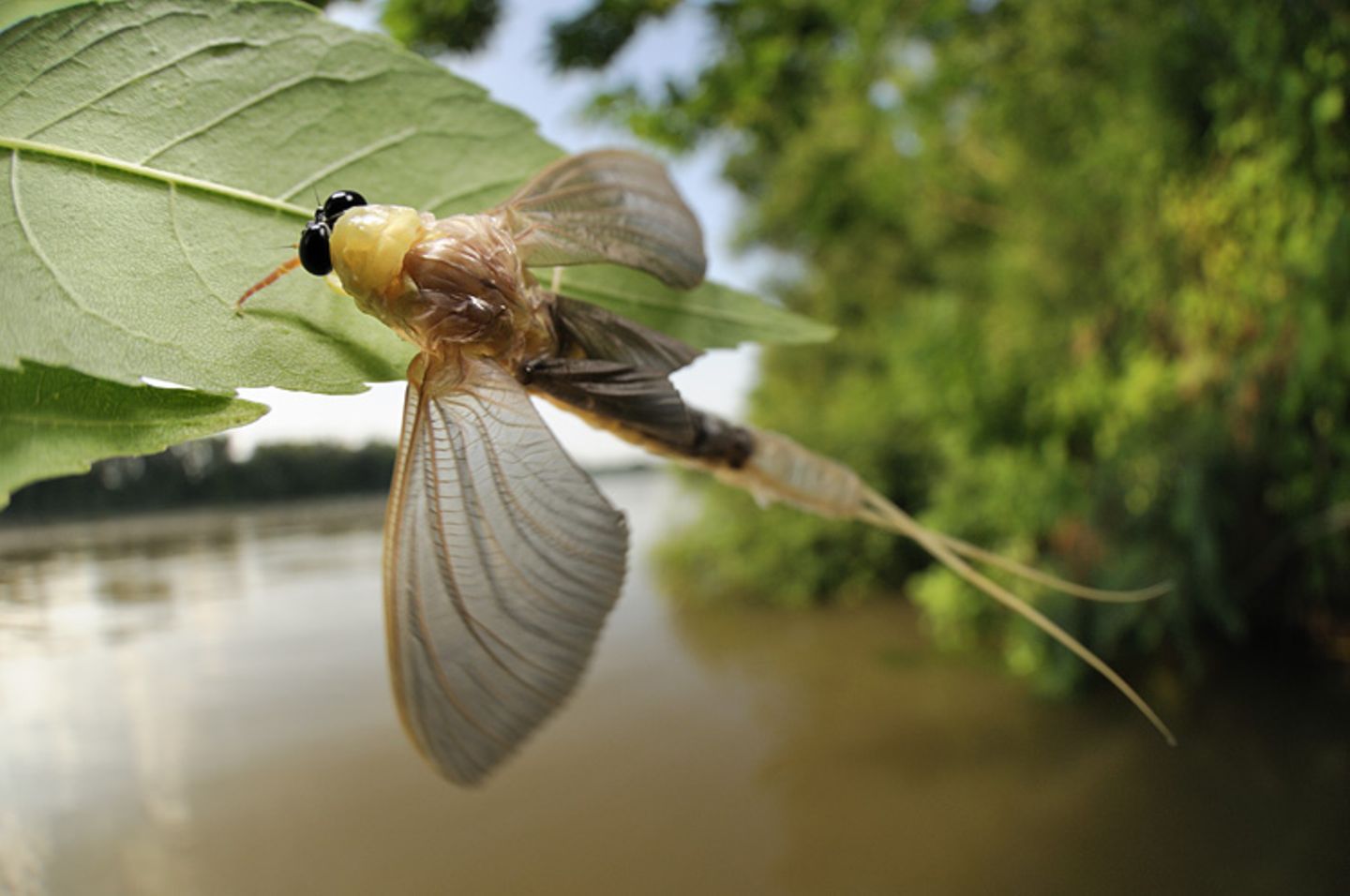 Fotogalerie: Das Comeback der Eintagsfliege - Bild 5