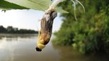 Fotogalerie: Das Comeback der Eintagsfliege - Bild 6