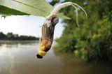 Fotogalerie: Das Comeback der Eintagsfliege - Bild 6