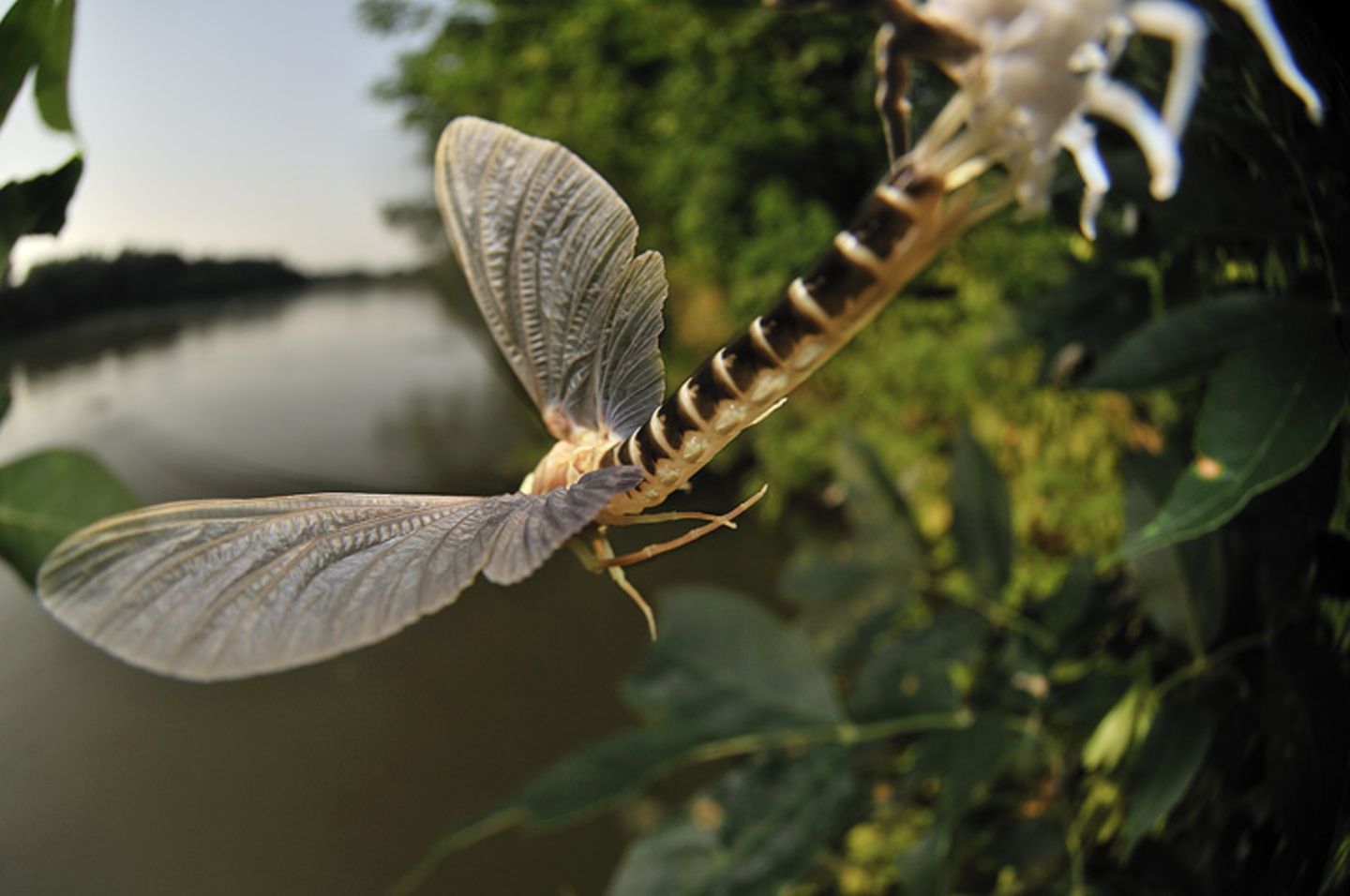 Fotogalerie: Das Comeback der Eintagsfliege - Bild 7