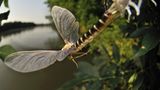 Fotogalerie: Das Comeback der Eintagsfliege - Bild 7