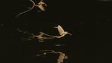 Fotogalerie: Das Comeback der Eintagsfliege - Bild 9