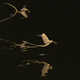 Fotogalerie: Das Comeback der Eintagsfliege - Bild 9