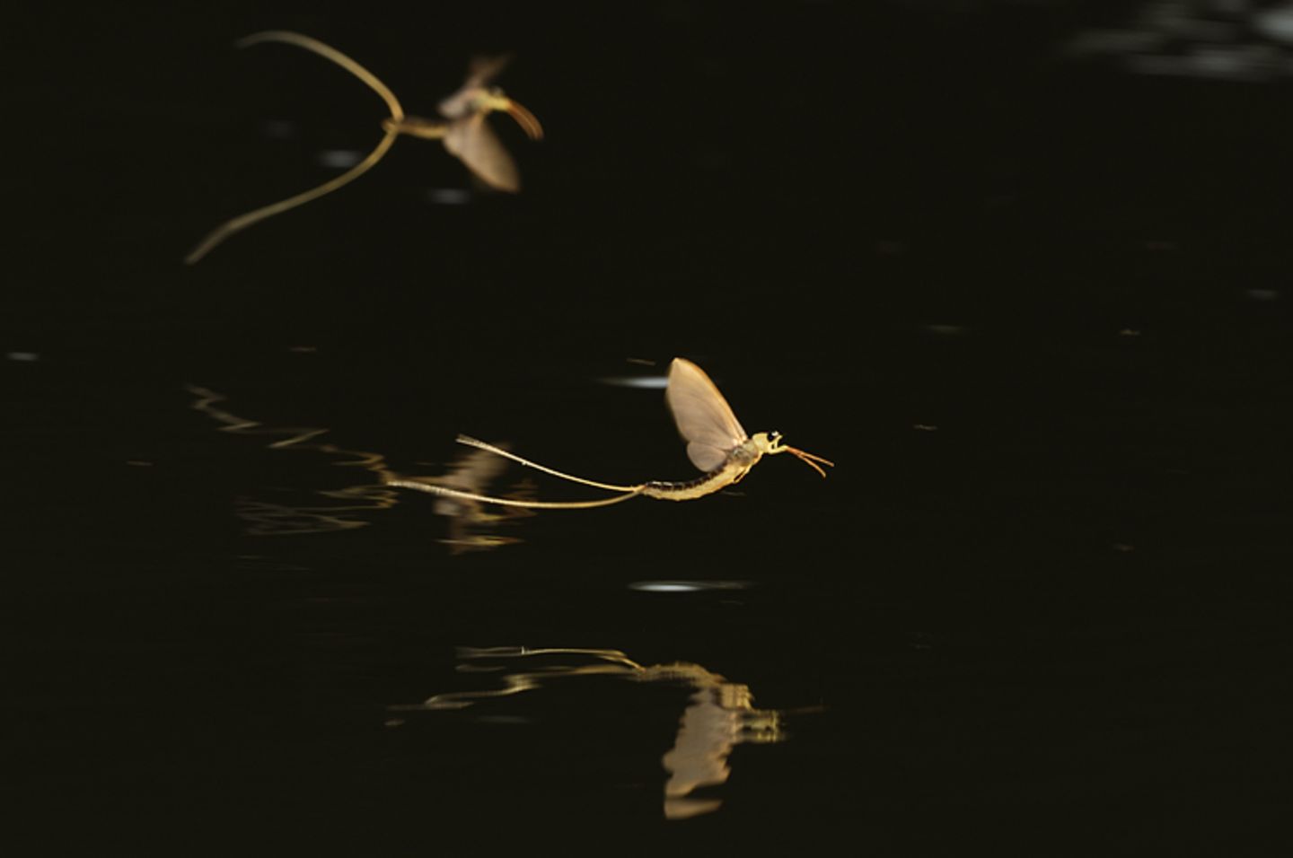 Fotogalerie: Das Comeback der Eintagsfliege - Bild 9