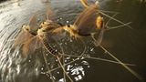 Fotogalerie: Das Comeback der Eintagsfliege - Bild 10