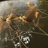 Fotogalerie: Das Comeback der Eintagsfliege - Bild 10
