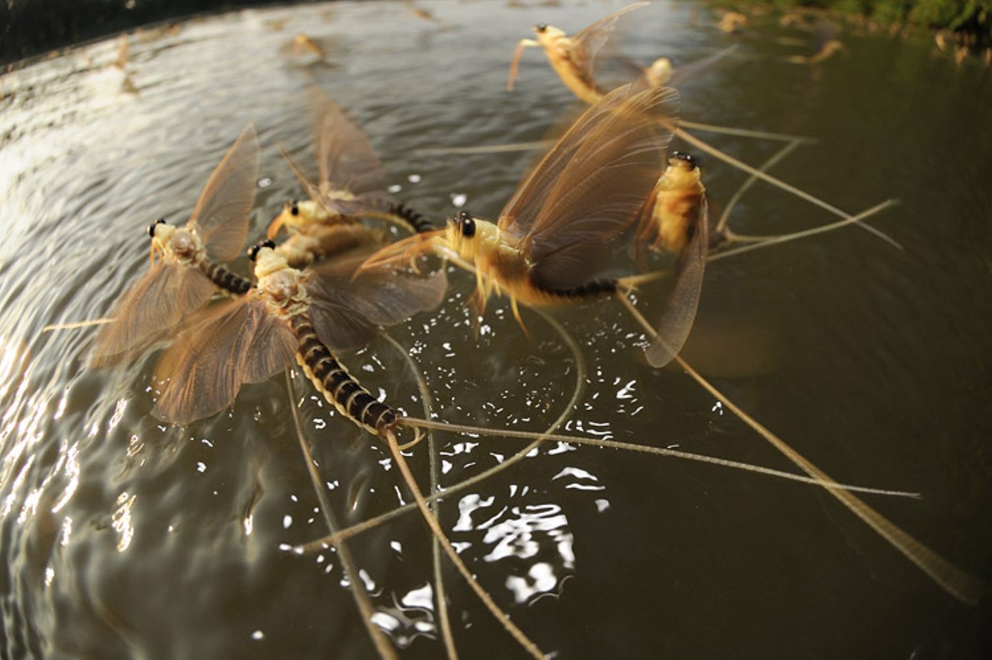 Fotogalerie: Das Comeback der Eintagsfliege - Bild 10