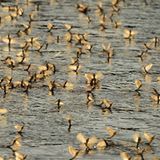 Fotogalerie: Das Comeback der Eintagsfliege - Bild 11