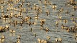 Fotogalerie: Das Comeback der Eintagsfliege - Bild 11