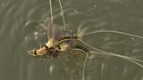 Fotogalerie: Das Comeback der Eintagsfliege - Bild 12