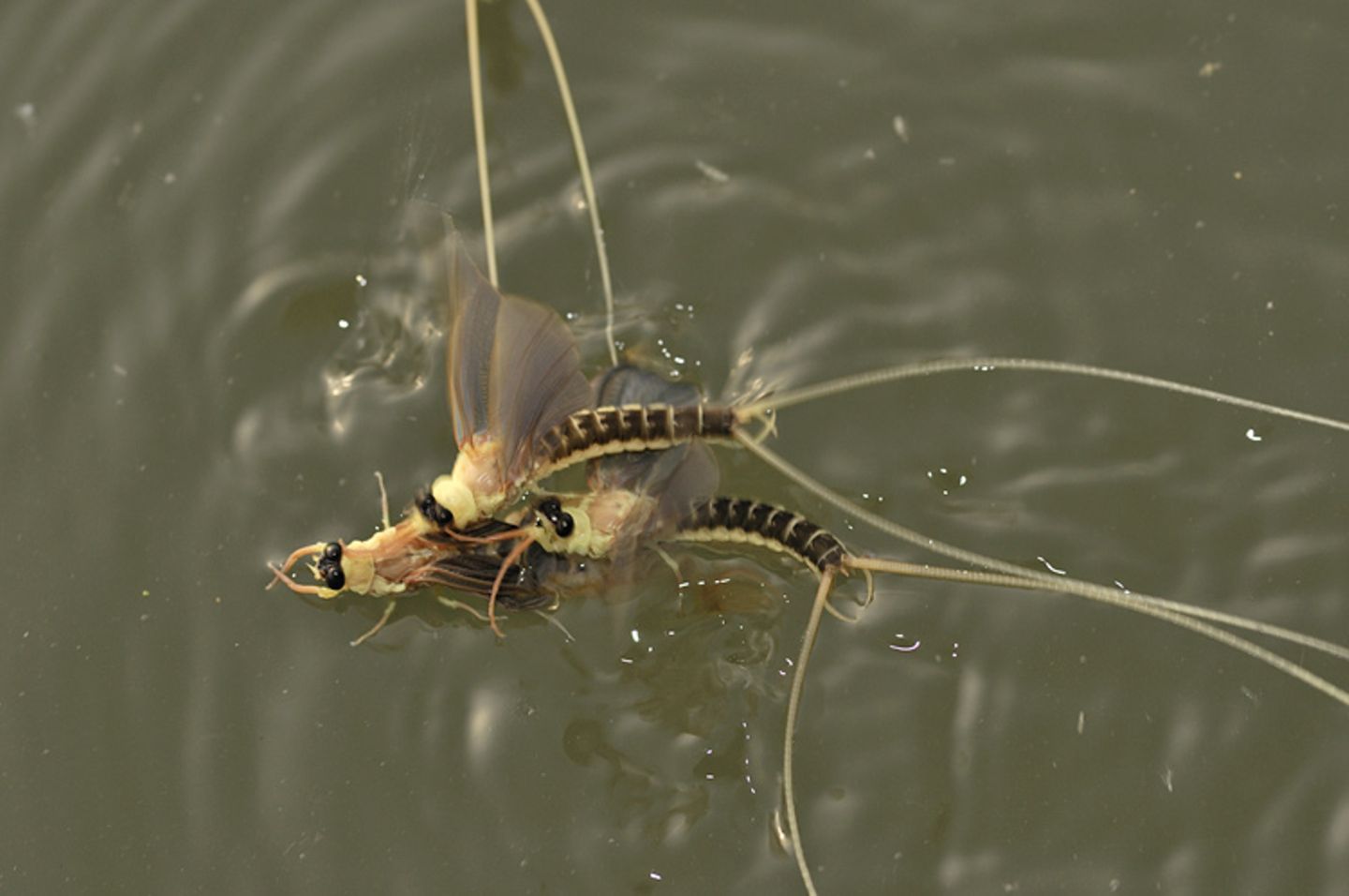 Fotogalerie: Das Comeback der Eintagsfliege - Bild 12