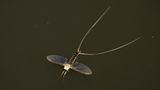 Fotogalerie: Das Comeback der Eintagsfliege - Bild 13