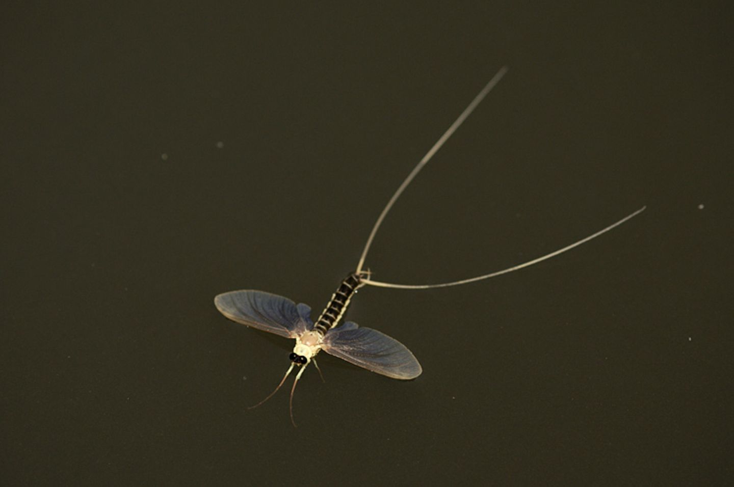 Fotogalerie: Das Comeback der Eintagsfliege - Bild 13
