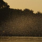 Fotogalerie: Das Comeback der Eintagsfliege - Bild 14