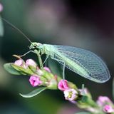 Leserfoto des Tages - Juni 2009 - Bild 2