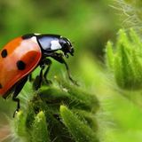 Leserfoto des Tages - Juni 2009 - Bild 4