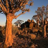 Leserfoto des Tages - Juni 2009 - Bild 8