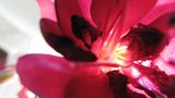 Leserfoto des Tages - Juni 2009 - Bild 15