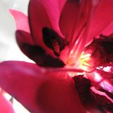 Leserfoto des Tages - Juni 2009 - Bild 15