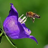 Leserfoto des Tages - Juni 2009 - Bild 18