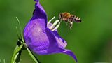 Leserfoto des Tages - Juni 2009 - Bild 18