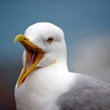 Leserfoto des Tages - Juni 2009 - Bild 20