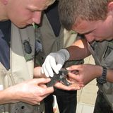 11. GEO-Tag der Artenvielfalt im Wildtierland - Bild 7