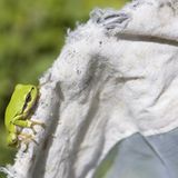 Fotogalerie: Fotogalerie: 11. GEO-Tag der Artenvielfalt - Bild 7