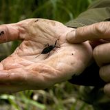 Fotogalerie: Fotogalerie: 11. GEO-Tag der Artenvielfalt - Bild 13