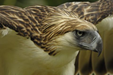 Fotoshow: Philippinenadler