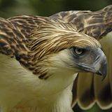 Fotoshow: Philippinenadler