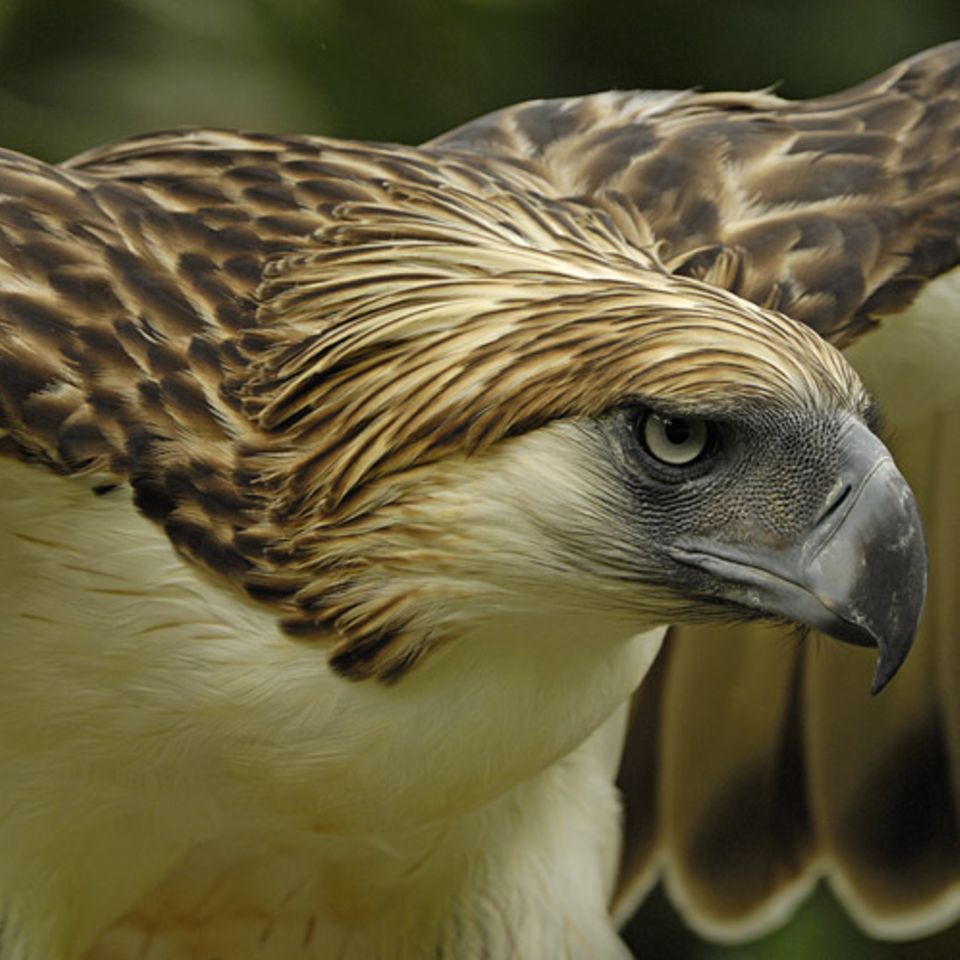 Fotoshow: Philippinenadler