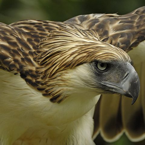 Fotoshow: Philippinenadler