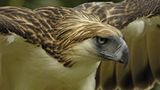 Fotoshow: Philippinenadler