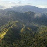 Fotoshow: Philippinenadler - Bild 2