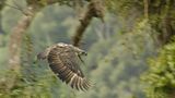 Fotoshow: Philippinenadler - Bild 3