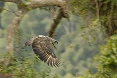 Fotoshow: Philippinenadler - Bild 3